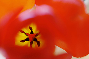 安は写真家として活動しています