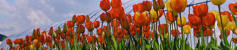 写真家としての活動を紹介