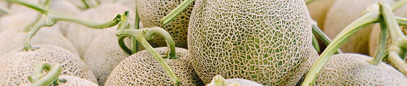 EZOうま.comアンバサダーとして魅力をお届けしています